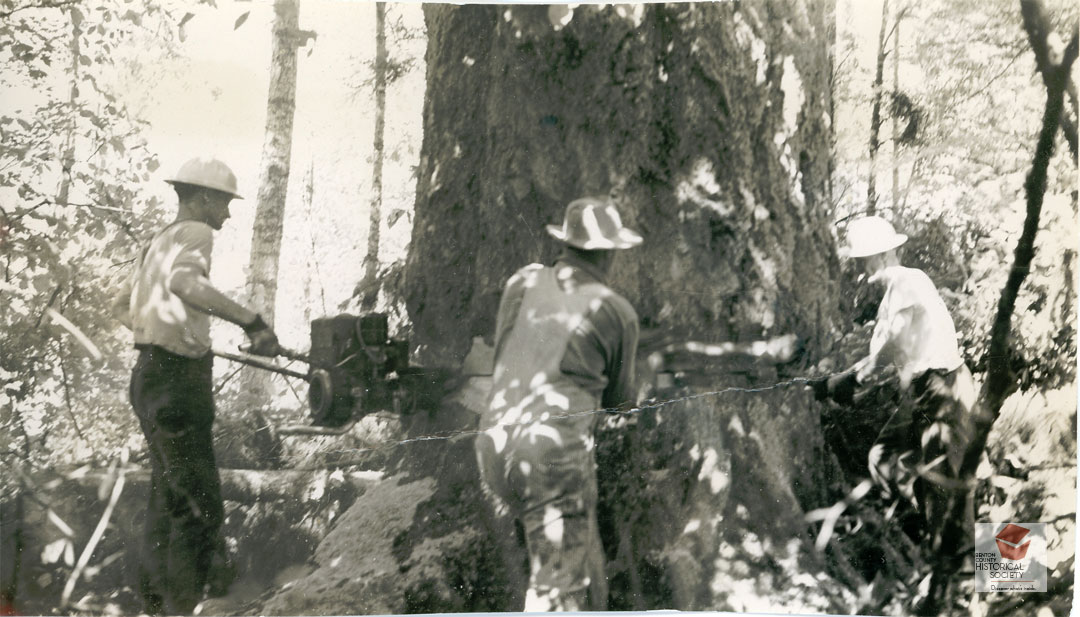 Logging with a two-person chain saw