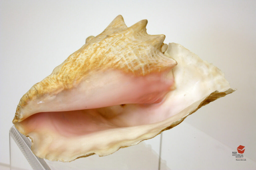 Queen conch shell featured museum artifact