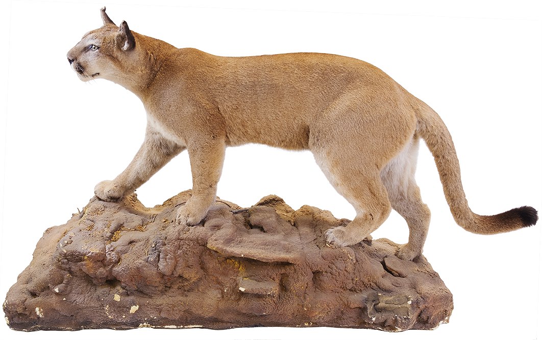 taxidermy cougar