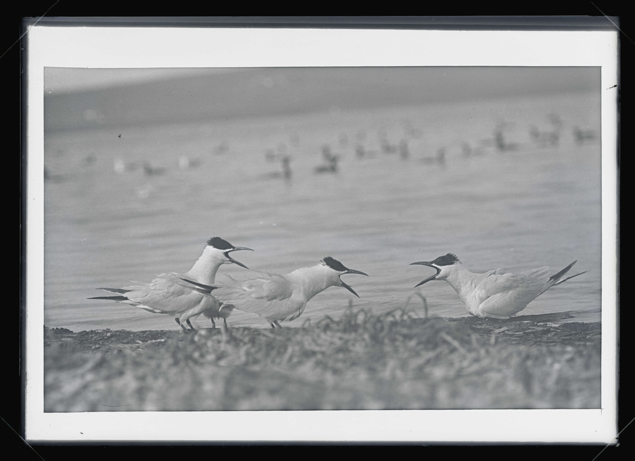 Caspian Terns