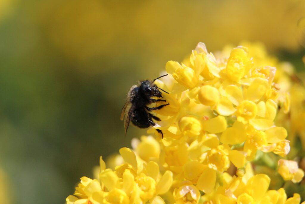 a small bee on a yellow flower