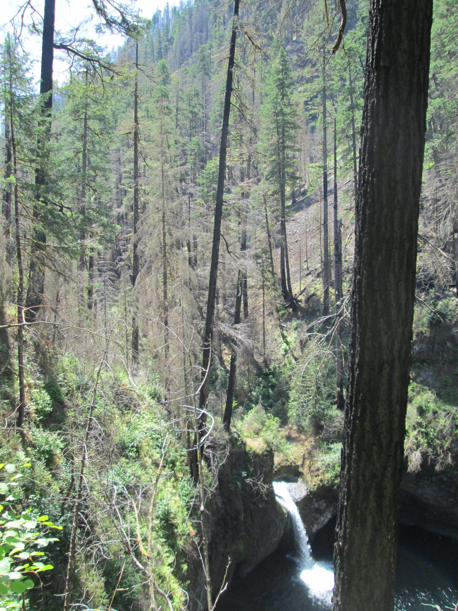 burned forest John Bailey 2